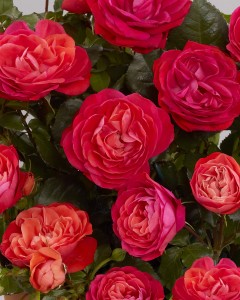 DOVER (floribunda)